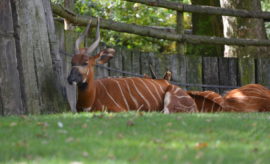 Rozhovor Zoo Praha