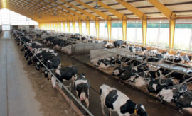 Význam a využití ukazatele IOFC v managementu stáda dojeného skotu