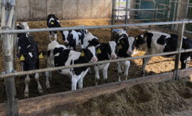 Efektivní odchod telat