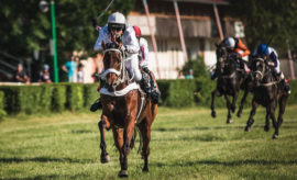 Zájmové chovy – koně