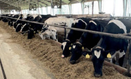 Kde se kravám dobře daří