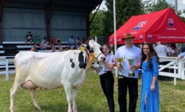 Výstava plemen dojnic v Košeticích