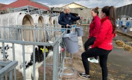 Efektivní odchov telat v praxi