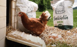 Kvalitní domácí vejce