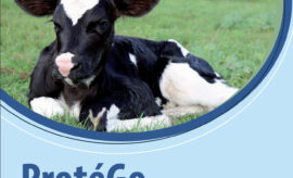 Jalovičky – klíč k úspěchu