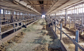 Chov dojeného skotu a produkce mléka v období členství České republiky v EU