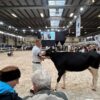 Tři dny mezi nejlepšími holštýnkami v Lysé nad Labem